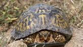 It's turtle time in Tennessee! Virtual program is May 9 for UT Arboretum's nature club