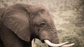 Angolan authorities arrest two suspected suspected elephant poachers