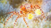 Pom pom crab: The crustacean that uses anemones as boxing gloves