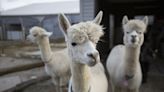 Alpacas at the library, live music and Plein Air Paint Out among Manitowoc's can't-miss events