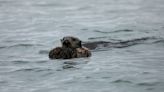 Sea otters get more prey and reduce tooth damage using tools