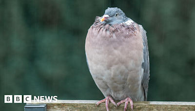 Your pictures of rainy West Midlands