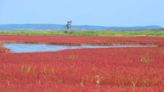 不只有楓葉！北海道秋天「珊瑚草」紅毯美景4選