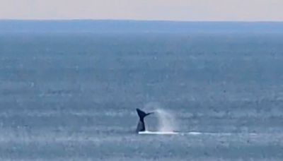 Las Grutas, de fiesta: la llegada anticipada de una ballena franca promete buenos avistajes, mirá el video de la visita… - Diario Río Negro