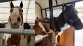 18 horses relocated amid animal cruelty investigation in Alford