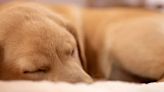 What Do Dogs Dream About When They Bark, Twitch & Cry?