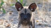 African wild dogs with pleading eyes sparks rethink of dog evolution