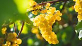 Aprendiendo: cuáles son las 6 variedades de uva blanca más plantadas en Argentina | Aprendiendo