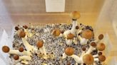NJ magic mushrooms debate must rely on science of psychedleics