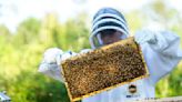 BOMMER'S BEES: Blooms becoming more scarce as summer nears end