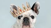 10 Most Popular Dog Breeds in America