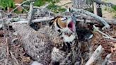 Predator eagle attacks famous owl nest, mother fights to save babies. How does it end?