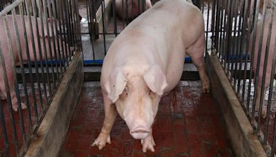 泰國豬價狂飆翻倍！ 官方嚴查不法囤積、禁豬肉出口3個月