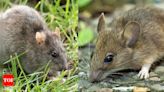 Rat Vs Mouse: Major differences, identification and more | - Times of India