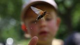 After a 17-year wait, cicadas emerge a little early in Chicagoland: ‘It’s a milestone’