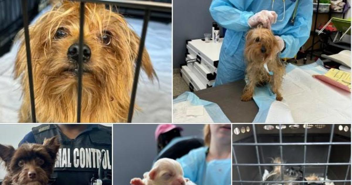 83 dogs found stacked together in small crates seized, taken to Baltimore animal shelter