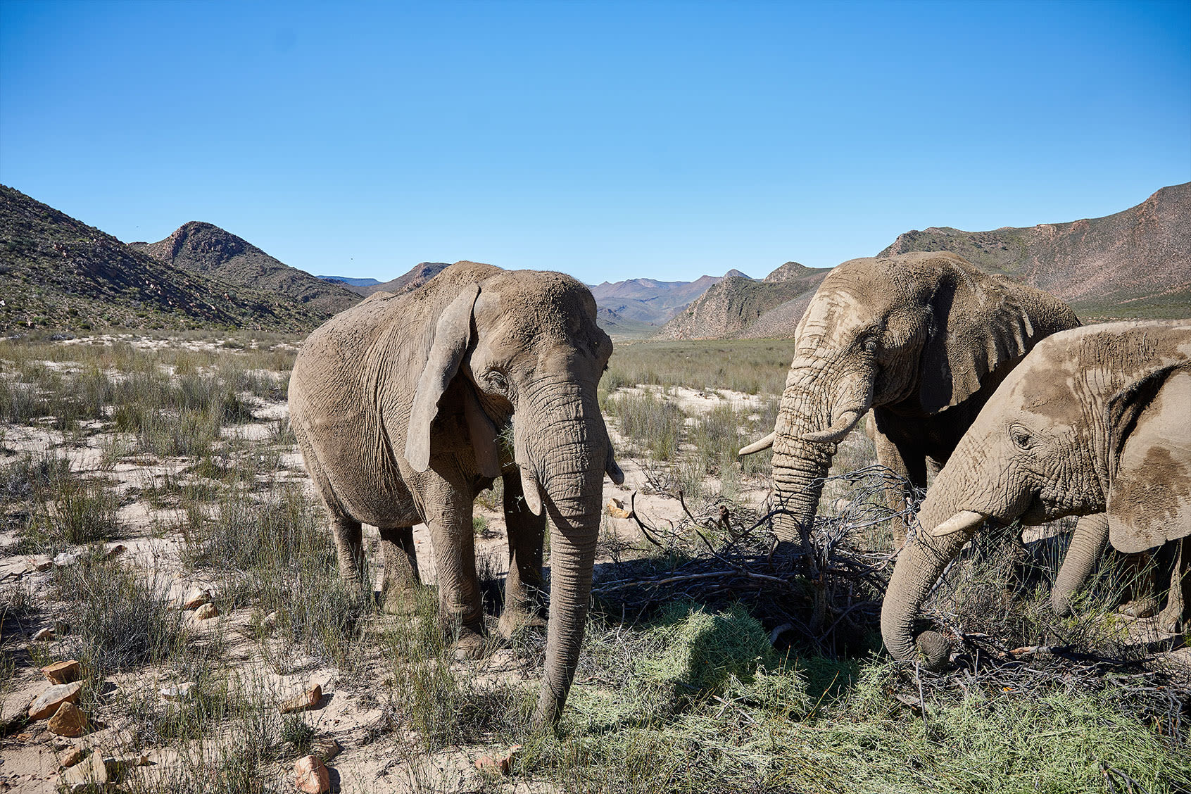 Researchers decode how elephants form "sentences," lending insight to their complex communication