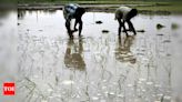 Farmers criticize late announcement of paddy incentive | Chandigarh News - Times of India