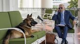 Joe Biden’s dog ‘bit staff 24 times in one year’