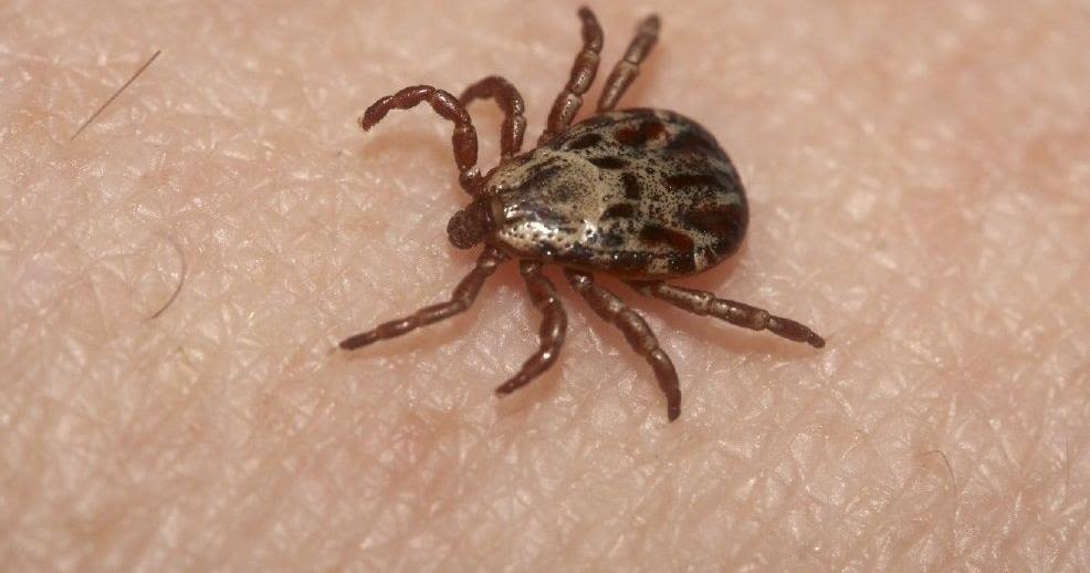 Preventing your risk for tick-borne illness, like Lyme disease