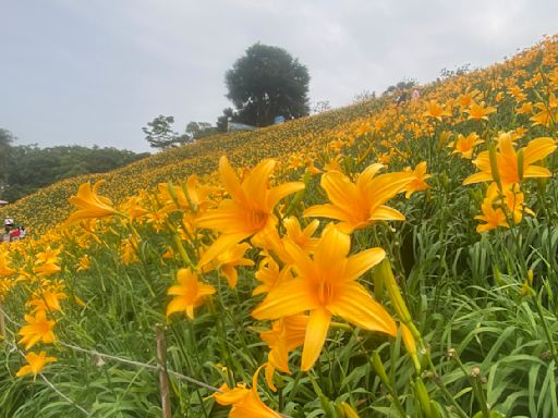 五月「花的故鄉」彰化無處不飛花 縣府提賞花全攻略