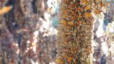 On the path of Monarch butterfly migration in Mexico