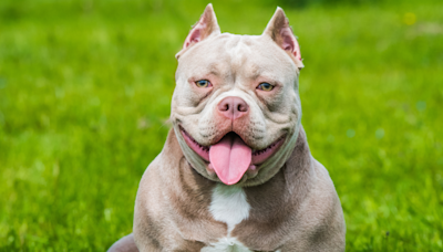 Pocket Bully’s Soft Purrs During Belly Rubs Are the Definition of Precious