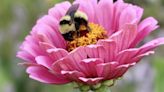 Julie Jacobson: Celebrating the pollinators of Nebraska