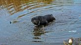 Dog Rescued From Drowning by Passerby in Colchester, UK