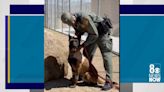 K9 Enzo heads home days after stabbing in downtown Las Vegas