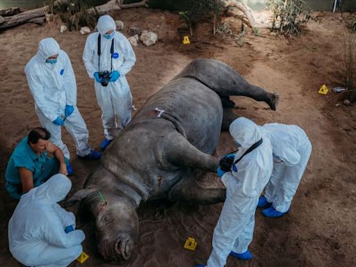 Fake blood and stuffed animals: How wildlife forensics could help to convict poachers