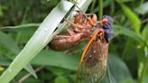 A Rare Double Brood Emergence Of Cicadas Has Begun