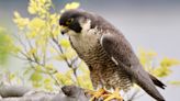 This famous peregrine falcon in Alpine killed a bald eagle. Now she's missing
