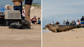 Mystic Aquarium releases two young seals into the wild