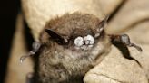 Deadly fungus causing white nose syndrome spreads to bats in Carlsbad Caverns