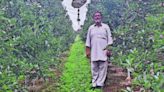 Himachal Pradesh apple growers shift to high-density planting, opt for Italian varieties