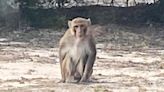 Pet monkey attacked Oklahoma woman before it was shot and killed, police say