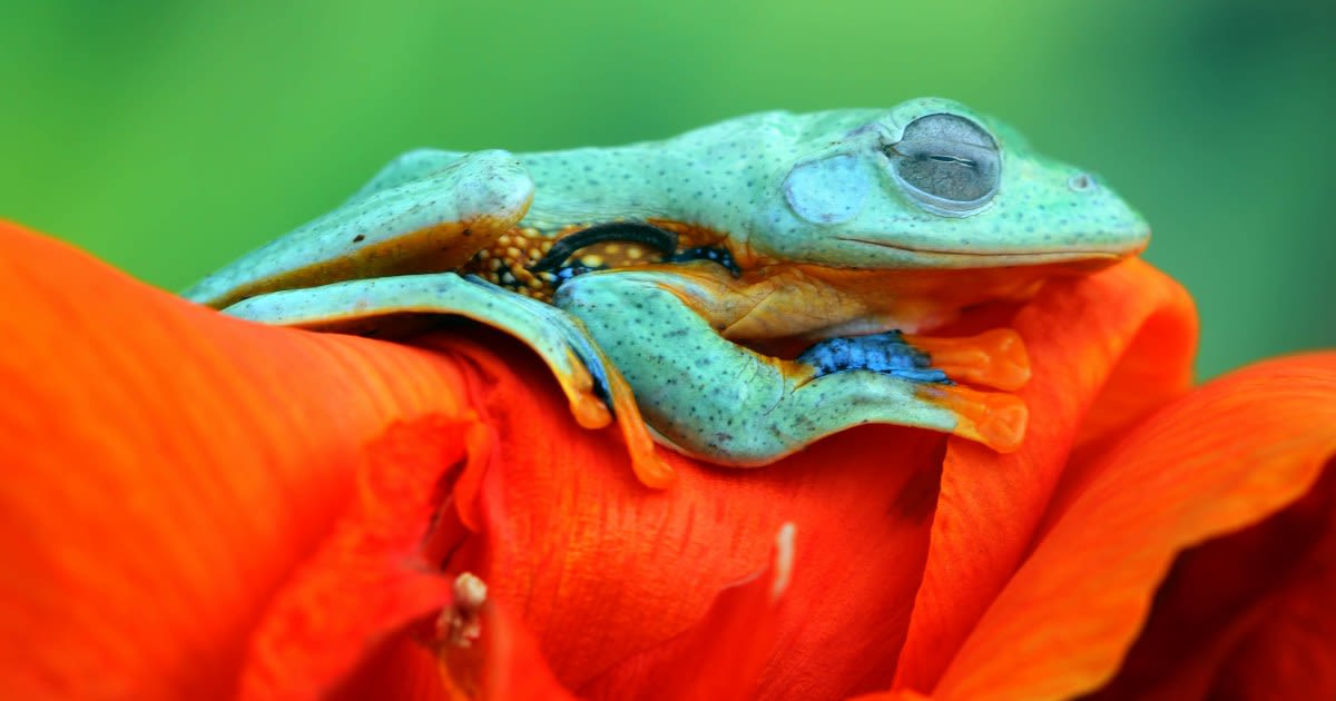 Dreaming about frogs? Why these dreams are actually considered lucky