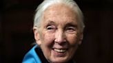 U. de Chile entregó distinción Doctor Honoris Causa a la destacada etóloga Jane Goodall - La Tercera