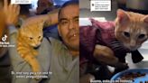 Sony, el gato “tumbero”: lo descubrieron durante un operativo de seguridad en una cárcel y se hizo viral | Por las redes