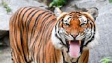 «Meilenstein»: Zahl der Tiger in Thailand steigt