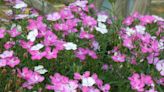 Add winter color: What to do in the garden in January and February | David Marshall