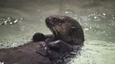 Shedd Aquarium asking public for help naming 1 of 2 newly recruited sea otters