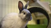 Bunny's Fruit-Filled First Birthday Party Couldn't Be Sweeter