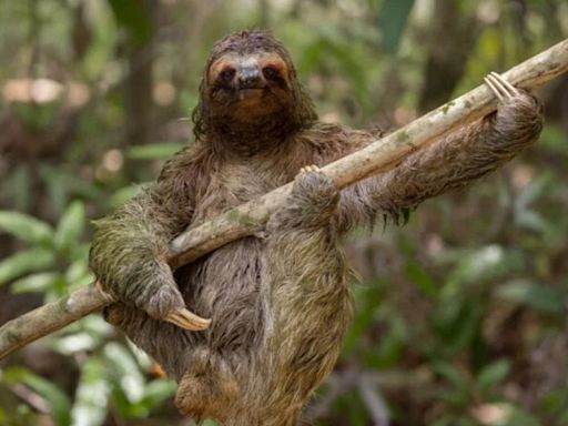 Rock'n'roll sloths & lonely penguins: The best of the Comedy Wildlife Photography Awards (so far)