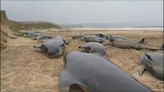 ¿Qué pasó con las 55 ballenas que quedaron varadas y murieron en una playa de Escocia?