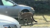 7 recent cougar sightings in Clark County, 3 livestock killed
