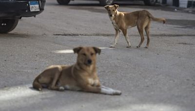 Tunisie: un sexagénaire meurt après une attaque de chiens errants