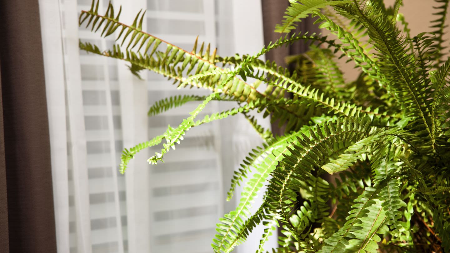 Our Editor Swears By This Houseplant for Her Dark Apartment