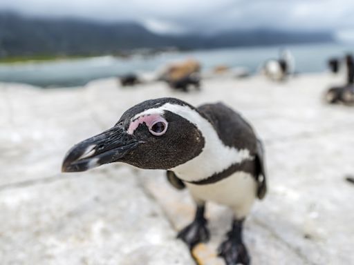 Curious Penguin Crashes Man’s Bodyboarding Session in South Africa Like a Total Pro